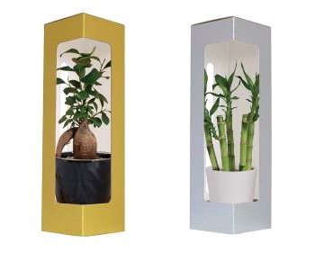 [敬老の日 花ギフト] 風靡 ２色セット 人気のある観葉植物（ガジュマル・ミリオンバンブー）を高級感のあるゴールド・シルバーのパッケージに収めました。敬老の日のプレゼントに最適です♪