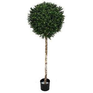 Outdoor Boxwood Topiary - Frontgate