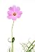 Cosmos Sulphureus - 24
