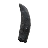 アロサウルス 歯イメージ