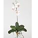 Nearly Natural Mini Phalaenopsis Silk Orchid Flower w/Leaves (6 Stems)