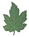 GIGA EMBOSS PUNCH GRAPE LEAF