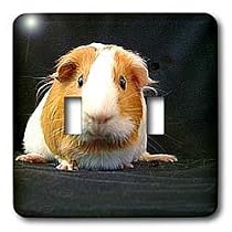 Guinea Pig - Guinea Pig - Light Switch Covers - double toggle switch