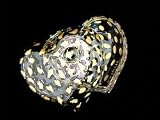 Gold Leopard Design - Hand Painted - Heart Shaped Box - 2 pieces - 4.5 inch diameter Gold Leopard Design - Hand Painted - Heart Shaped Box - 2 pieces