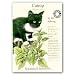 Catnip Certified Organic Seeds 450 Seeds