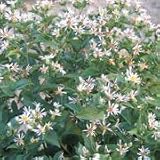 Forked Aster (Aster furcatus) - Jumbo Wildflower Seed Packet