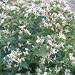 Aster furcatus (Forked Aster) - Bulk Wildflower Seeds