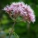 Sweet Joe Pye Weed (Eupatorium purpureum) - Jumbo Wildflower Seed Packet