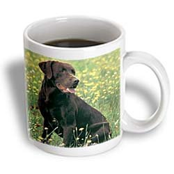 Chocolate Labrador Retriever - 11oz Mug