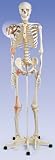 About The Ligament Skeleton Leo on 5 foot roller stand Model#AW-A12
