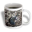 Wild animals - Gray Squirrel - Mugs