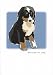 Grrreen Berner Puppy Note Cards