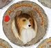 Shetland Sheepdog Dogs Stepping Stone /Plaque Sheltie
