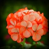 Orange Ice Geranium Seed Pack by PG SEEDS On Sale