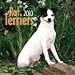 terrier6 - Rat Terriers 2010 Wall Calendar