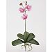 Nearly Natural Mini Phalaenopsis Silk Orchid Flower w/Leaves (6 Stems)