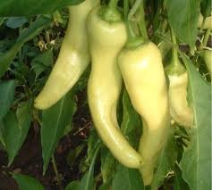 Banana Pepper Plant