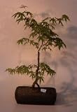 Japanese Green Maple Bonsai Tree.(acer palmatum)