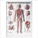 The The Vascular System and Viscera 3D Raised Relief Chart