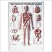 The The Vascular System and Viscera 3D Raised Relief Chart
