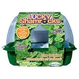 DuneCraft Lucky Shamrocks