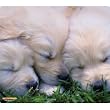 WOW!PAD 7.5" x 8.5" Puppies & Kittens Mouse Pad (78PK98-003) --Puppies