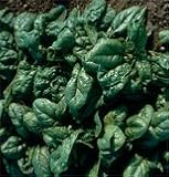 Spinach Tyee F1 OG 385 Seeds per Packet