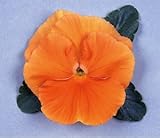 パンジービオラパンジー オトノ「オレンジ」1株