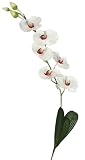 33 Beautiful Single Stem Phalaenopsis Orchid Wedding Flower - White/Burgundy k9