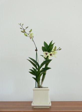 Plant Furniture 3033 Perfect Orchid Pot, Ivory