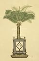 Art print 'Palm Tree II' by Dimona Iksel - image size w 76 cm x h 117 cm