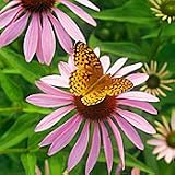 Organic Purple Coneflower - 100 Seeds - Echinacea