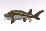 10" Sturgeon Fish Plush Stuffed Animal Toy