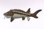 10" Sturgeon Fish Plush Stuffed Animal Toy