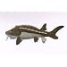10" Sturgeon Fish Plush Stuffed Animal Toy