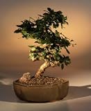 LOUSBONSAINURSERY MEDIUM FUKIEN TEA