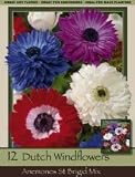 Anemone St Brigid Mix Pack of 25 Bulbs