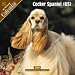 cocker spaniel - 2008 Cocker Spaniel (US) 2008 16 Month Wall Calendar **IN STOCK NOW**