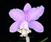Cattleya loddigesii 'Elen' BM/JOGA X Cattleya lodigesii 'Martinelli'