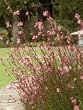 Pink Cloud Gaura, Two Gallon Container by Monrovia Growers