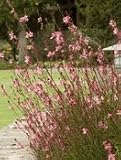 Pink Cloud Gaura, Two Gallon Container by Monrovia Growers