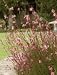 Pink Cloud Gaura, Two Gallon Container by Monrovia Growers
