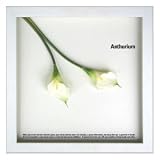 �s�t�����[�t���[���tF-style Frame Anthurium /White II�i�A���X���E��/�z���C�g2�j