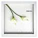 �s�t�����[�t���[���tF-style Frame Anthurium /White II�i�A���X���E��/�z���C�g2�j