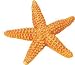 STARFISH ORANGE by Safari, Ltd.