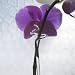 Blumenstäbe/Orchideenstäbe verstellbar - ca. 40 bis 60cm