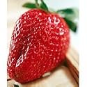Everbearing Picnic Strawberry 40 Seeds/Seed