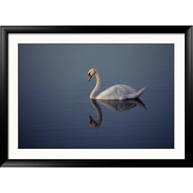 Mute Swan, a European Species Introduced into the United States Framed Photographic Poster Print, 45x33