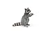 Raccoon - Standing