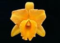 Blc Bouton D'Or 'Mendenhall'(photo) x Blc George King 'Southern Cross' AM/AOS